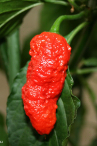 Bhut Jolokia